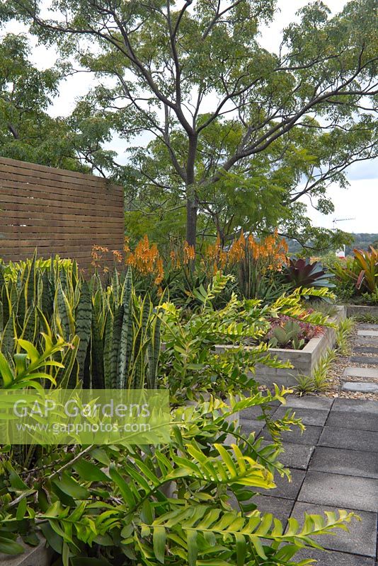 View of a rooftop garden showing timber panelled privacy screens. Epiphyllum chrysocardium 'Golden Heart' fern and Sansevieria trifasciata 'Mother in laws tongue' grows in a raised bed.