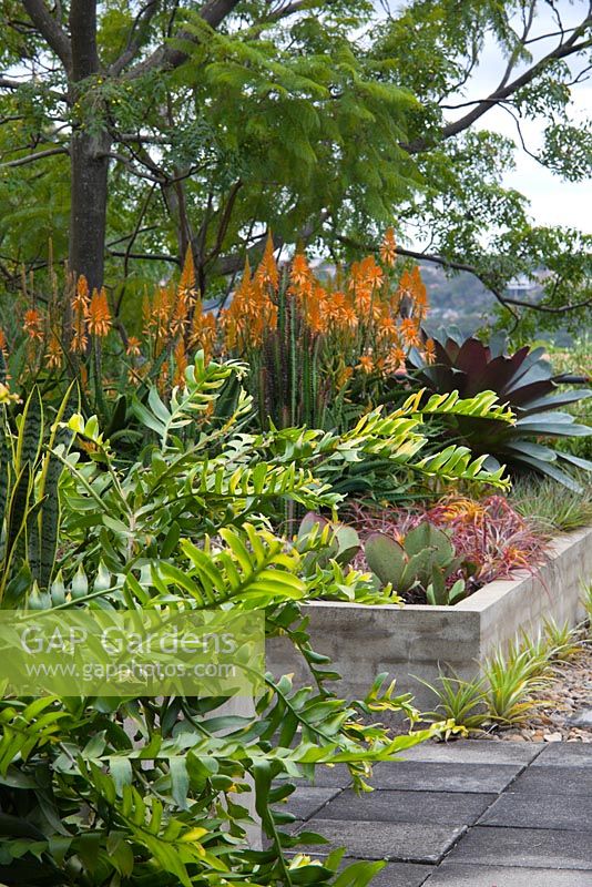 View of a rooftop garden with raised garden beds and concrete pavers. Epiphyllum chrysocardium 'Golden Heart' fern seen in the foreground. Aloe 'Copper Shower' also seen