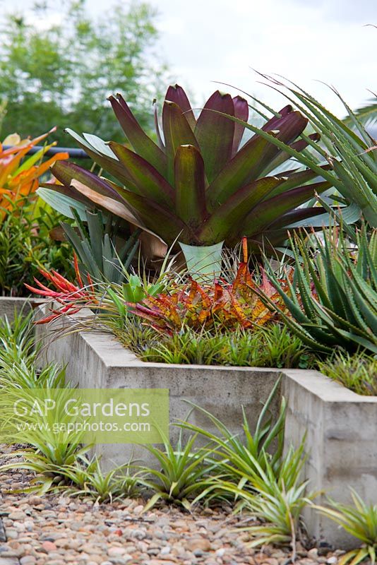 Alcantarea imperialis 'Purpurea seen in a raised concrete garden bed planted amongst assorted tillandsias, which are also featured at the base of the garden bed.