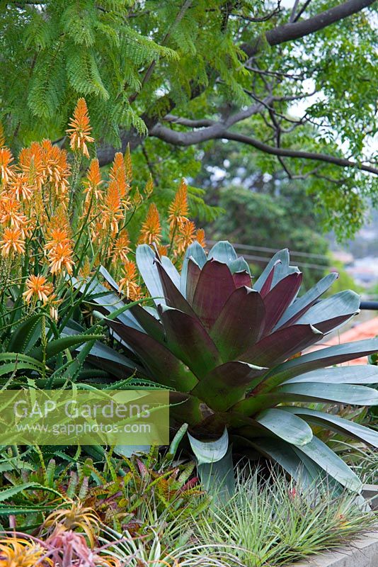 Alcantarea imperialis 'Purpurea with Aloe 'Copper Shower' seen in a raised garden bed