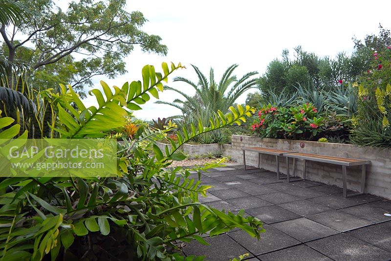 A timber bench seat seen in a rooftop garden, which features various colourful subtropical plants. Epiphyllum chrysocardium 'Golden Heart' in the foreground.