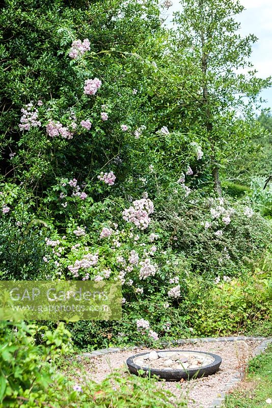Rosa 'Belvedere'. Veddw House Garden, Monmouthshire, South Wales. Garden created by Anne Wareham and Charles Hawes.