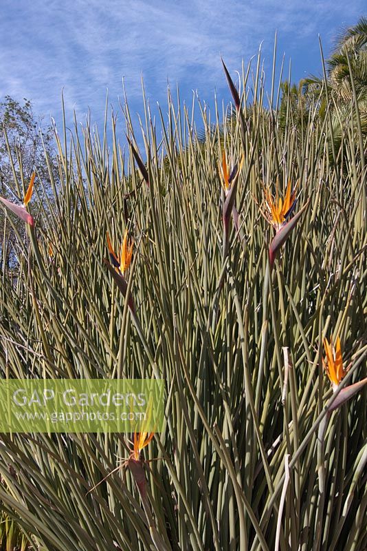 Strelitzia Juncea - Crane Flower - Bird of Paradise - September. Kirstenbosch Botanical Gardens, Cape Town, South Africa