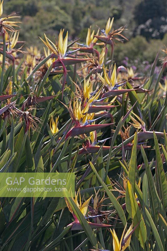 Strelitzia reginae 'Mandela's Gold' - Crane Flower - Bird of Paradise - September. Kirstenbosch Botanical Gardens, Cape Town, South Africa
