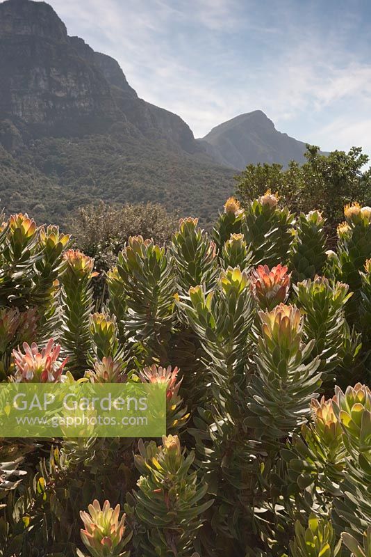 Leucadendron strobilinum - Peninsula Conebush protea - September. Kirstenbosch Botanical Gardens, Cape Town, South Africa