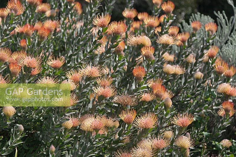 Leucospermum hybrid - September. Kirstenbosch Botanical Gardens, Cape Town, South Africa