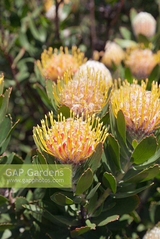 Leucospermum conocarpodendron x glabrum -  September. Kirstenbosch Botanical Gardens, Cape Town, South Africa