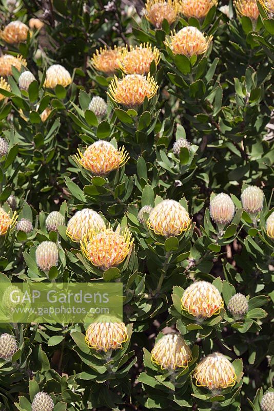 Leucospermum conocarpodendron x glabrum -  September. Kirstenbosch Botanical Gardens, Cape Town, South Africa