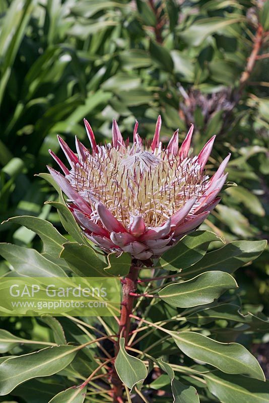 Protea cynaroides - King Protea - September. Kirstenbosch Botanical Gardens, Cape Town, South Africa