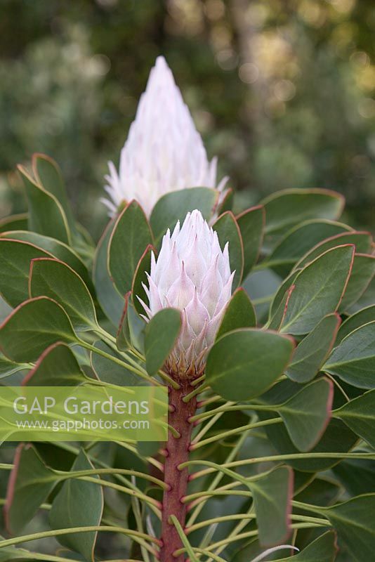 Protea cynaroides buds - King Protea - September. Kirstenbosch Botanical Gardens, Cape Town, South Africa