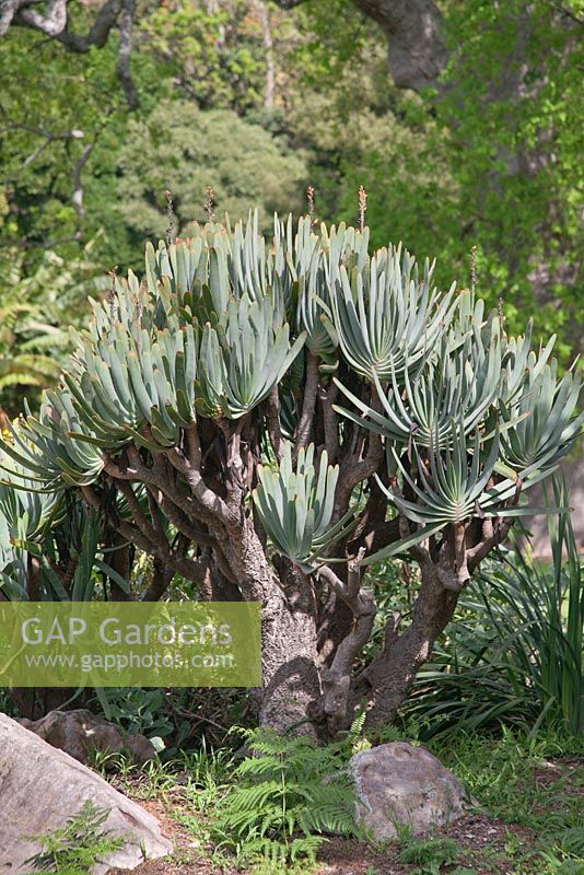 Kumara plicatilis - Fan Aloe - September. Kirstenbosch Botanical Gardens, Cape Town, South Africa