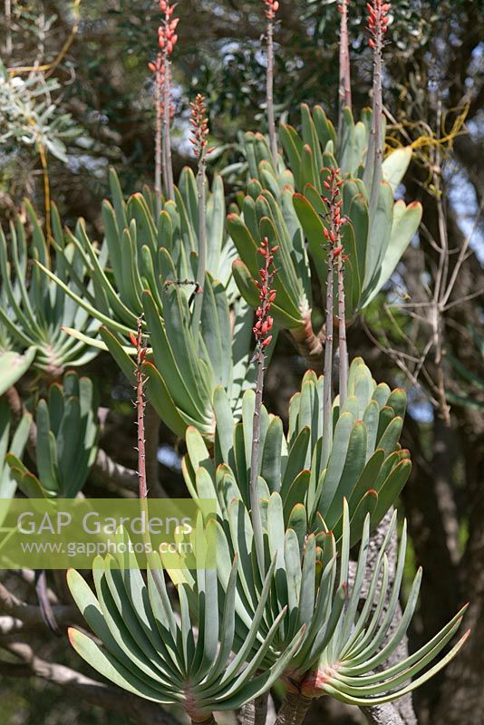 Kumara plicatilis - Fan Aloe - September. Kirstenbosch Botanical Gardens, Cape Town, South Africa