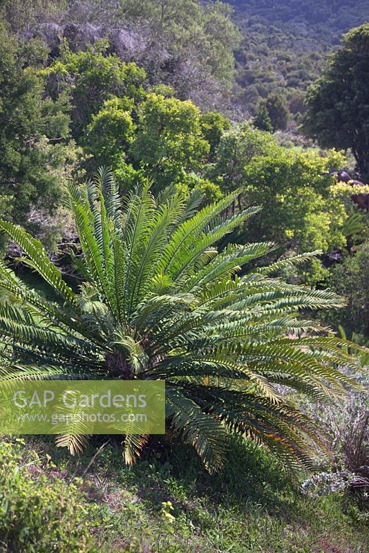 Encephalartos natalensis - September. Kirstenbosch Botanical Gardens, Cape Town, South Africa