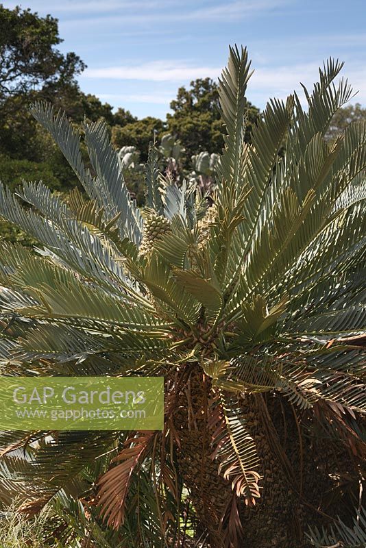 Encephalartos princeps - September. Kirstenbosch Botanical Gardens, Cape Town, South Africa
