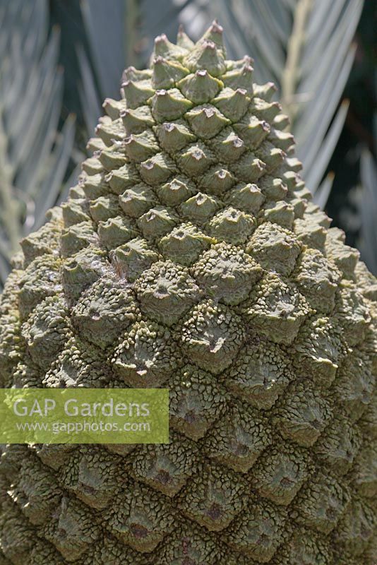 Encephalartos princeps cone - September. Kirstenbosch Botanical Gardens, Cape Town, South Africa