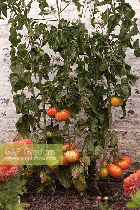 Tomato 'Brandywine' growing on strings against white painted wall with Dahlias - October