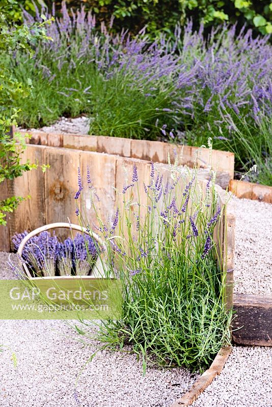 Wooden basket with cut and dried Lavender flowers next to raised flower bed with Lavandula x intermedia 'Grosso'. The Lavender Garden, Designers: Paula Napper, Sara Warren, Donna King. Sponsor: Shropshire Lavender. RHS Hampton Court Flower Show 2016


