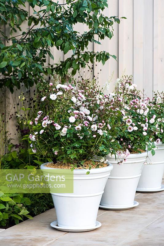 Rosa 'Little White Pet' in ceramic containers. Squire's 80th Anniversary Garden, Designer: Catherine MacDonald - Sponsor: Squire's Garden Centres 
