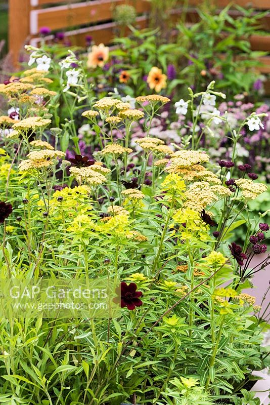 Flower bed with summer flowers including Euphorbia schillingii, Achillea 'Terracotta'. Katie's Lymphoedema Fund: Katie's Garden. Designers: Carolyn Dunster, Noemi Mercurelli, RHS Hampton Court Palace Flower Show 2016 