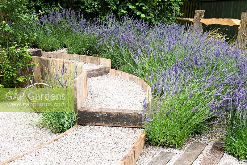 Raised gravel path separated with natural wooden bars surrounded by Lavender - Lavandula x intermedia 'Grosso'. The Lavender Garden, Designers: Paula Napper, Sara Warren, Donna King. Sponsor: Shropshire Lavender 