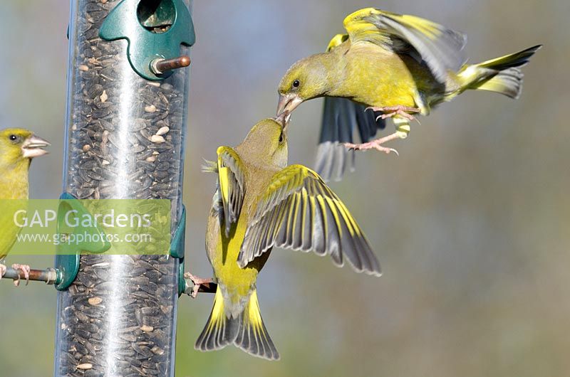 Garden bird feeder, Greenfinches, carduelis chloris, squabbling over food, Norfolk, UK, December