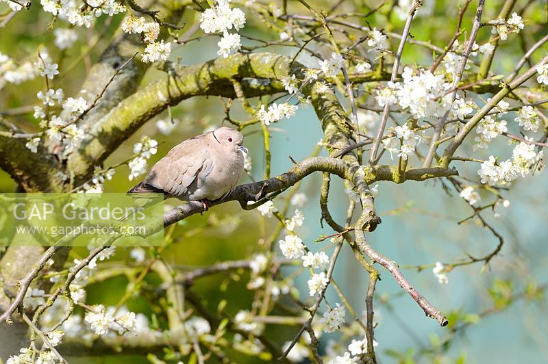 Collard Dove, streptopelia decaocto, perched in blossom covered plum tree, Norfolk, UK, April