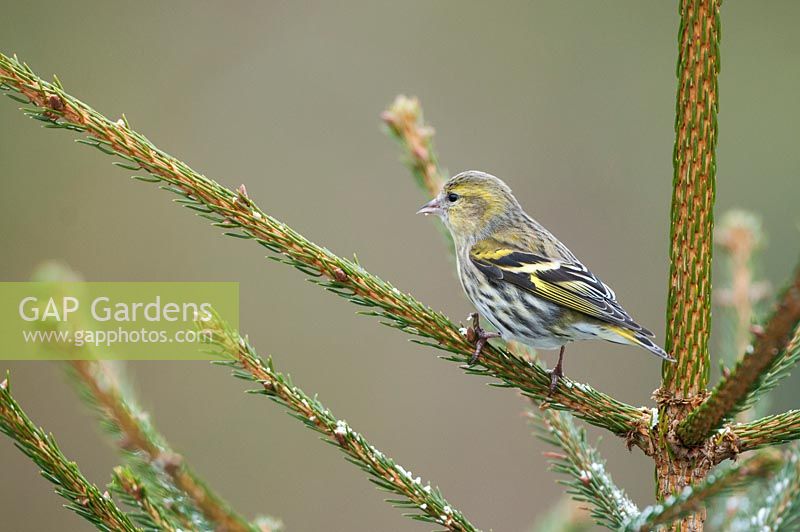 Siskin, Carduelis spinus, female bird perched in small conifer