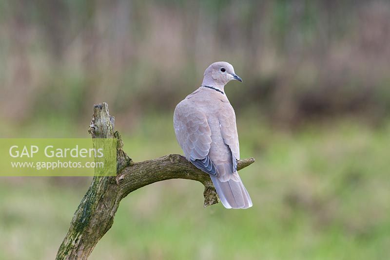 Eurasian Collared Dove - Streptopelia decaocto perched on branch 