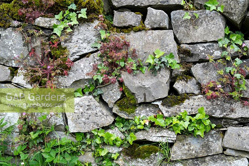 Drystone wall with ivy and moss