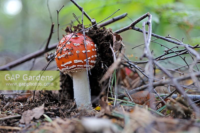 Amanita muscaria, fly agaric. Fungi, fruiting body emerging though twigs and leaf litter in birch woodland, Norfolk, UK, September