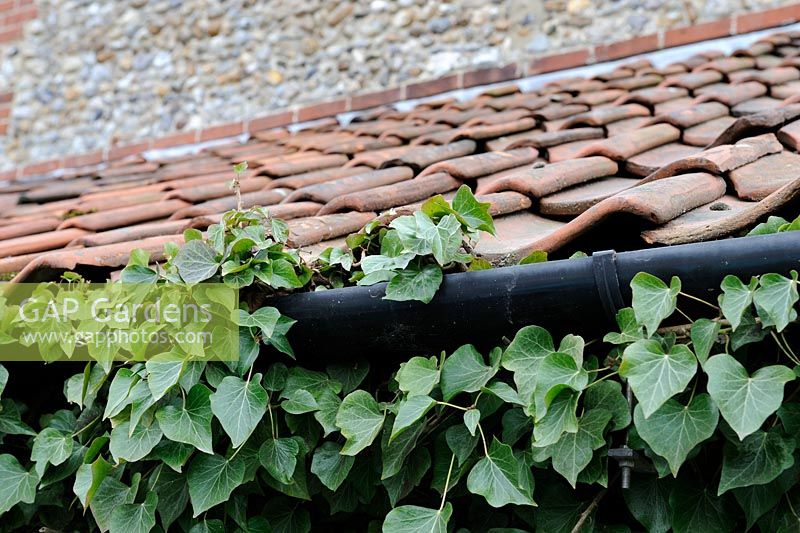 Guttering overgrown with ivy
