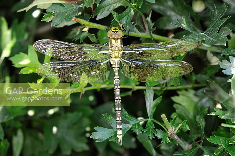 Southern Hawker Dragonfly, aeshna cyanea, male resting in hedgerow, Norfolk, England, July