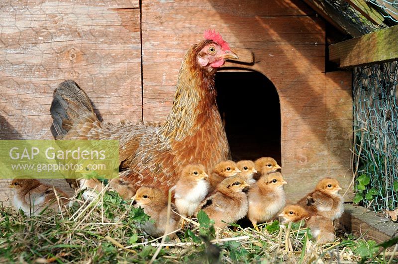 Domestic Chicken with day old chicks, 