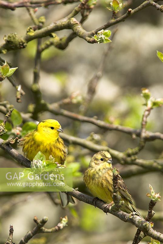 Emberiza citronella - Yellowhammers. Male and Female perched on malus sylvestris - crab apple in Springtime hedgerow, Norfolk, UK, April