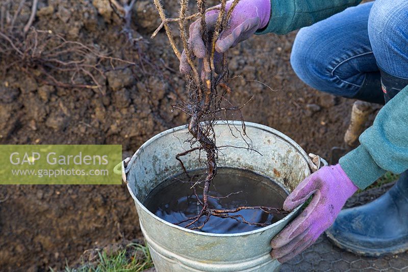 Soaking bare root Rosa rugosa in a solution of water and Mycorrhizal fungi