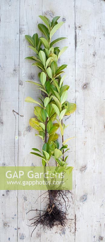 Bare root cherry laurel against a wooden background