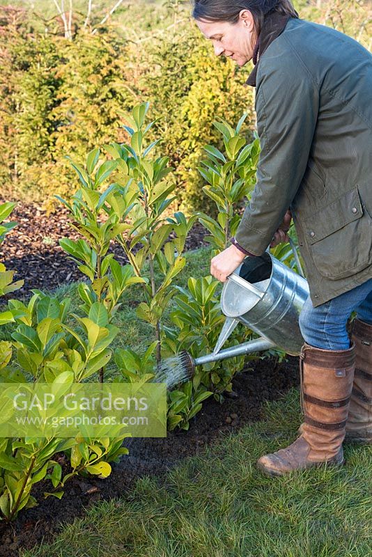 Watering a freshly planted row of bare root Cherry Laurel