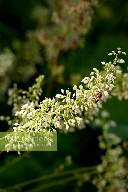 Heuchera villosa, flower with hoverfly
