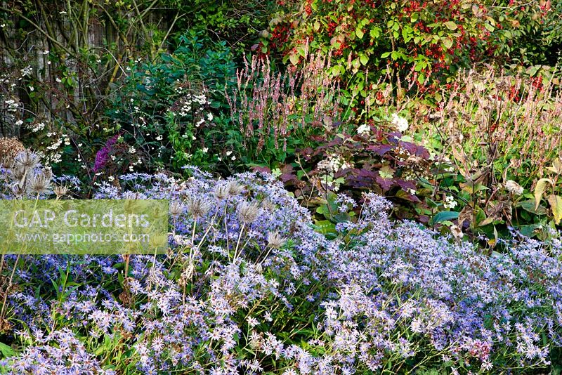Autumn mixed planting: seed-heads of Eryngium alpinum 'Blue Star' and Inula magnifica 'Sonnenstrahl' amongst Aster macrophyllus 'Twilight' and Hydrangea quercifolia, with young Sorbus koehneana, Persicaria amplexicaulis 'Rosea' and Euonymus planipes at back.