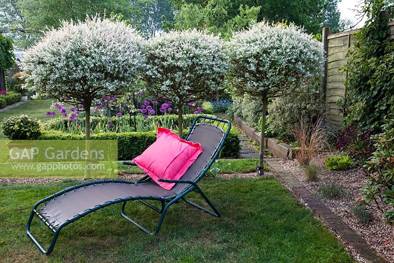 Top of garden with sun lounger with pink cushion. Clipped variegated willow - Salix integra 'Hakuro-Nishiki' and box - Buxus sempervirens in pots and hedges. Bed of Allium 'Purple Sensation' in background, grasses and shrubs in gravel bed to side.