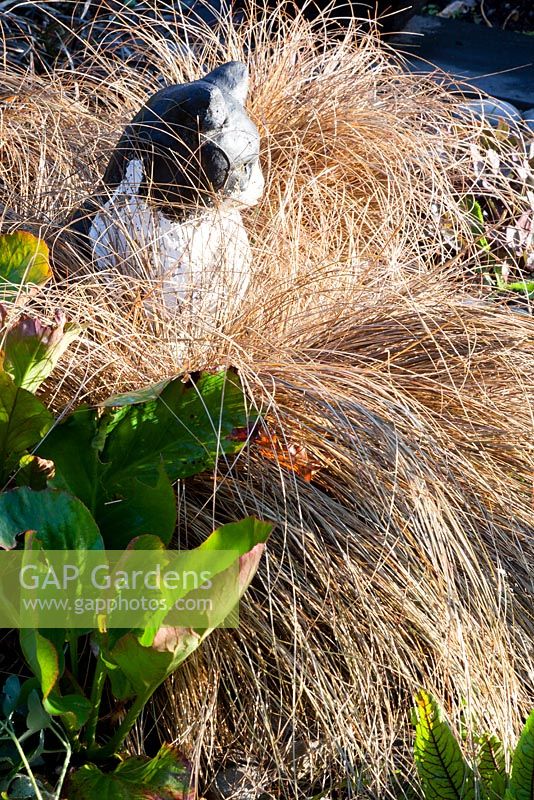 Cat sculpture in amongst grass Carex buchananii with Bergenia and Aquilegia 