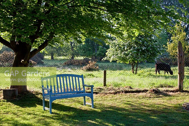 A painted bench under Fagus sylvatica borrowed landscape of water meadow beyond, with grazing black cattle.