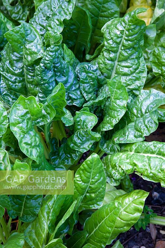 Leaf Beet 'Perpetual spinach'