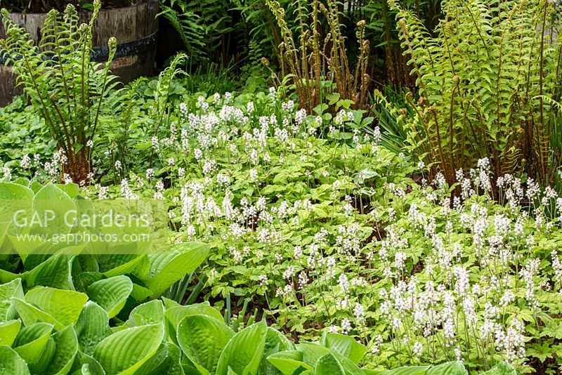 Ground covering Tiarella with Hosta and Dryopteris affinis
