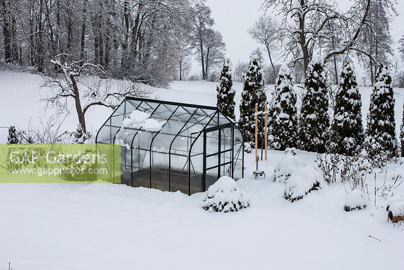 A small glass house in the vegetable garden  separated from the surrounding orchard by a row of Thuja