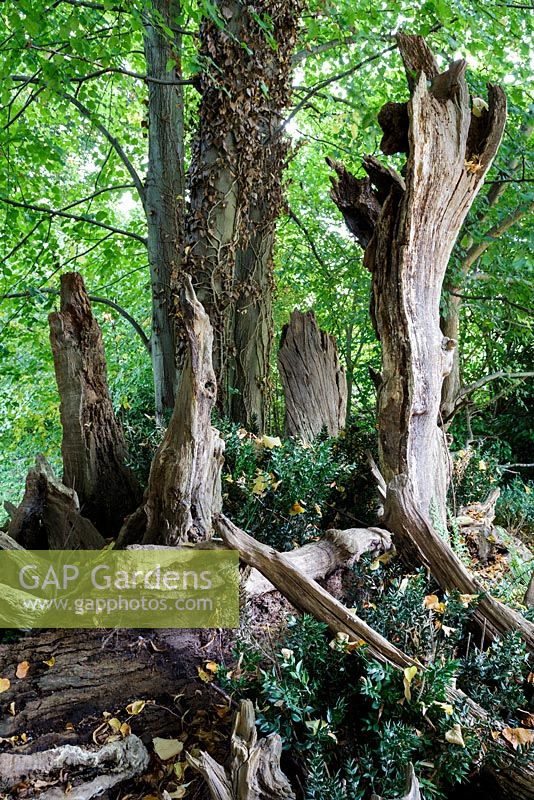 Old sweet chestnut tree stumps. Hanham Court Gardens, Bristol.