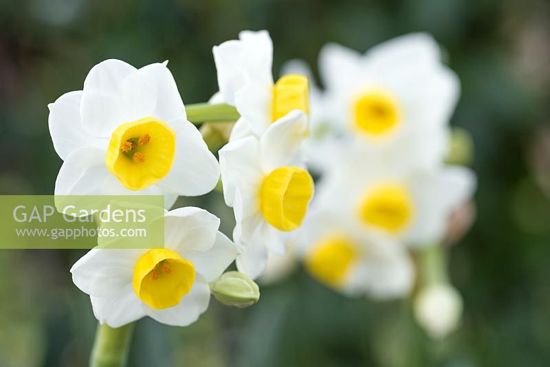 Narcissus 'Avalanche'