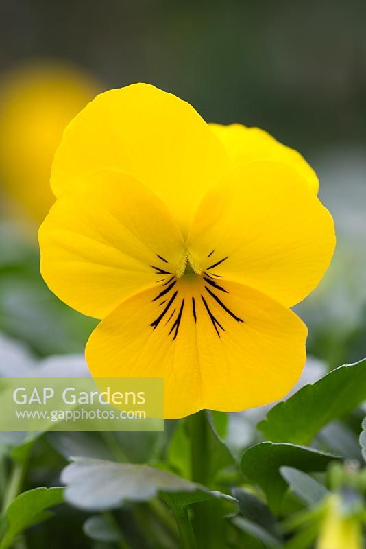 Viola cornuta 'Yellow' Sorbet series