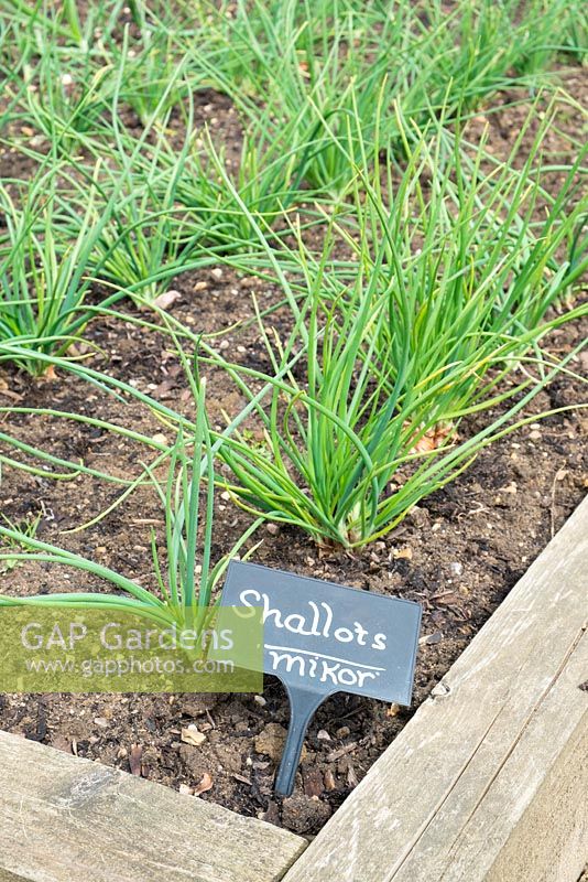 Shallots 'Mikor' row labelled