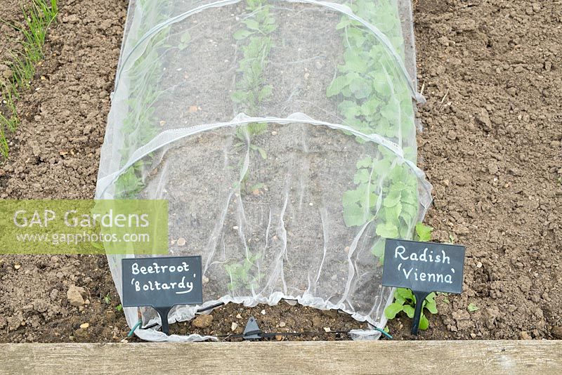 Beetroot 'Boltardy', Radish 'vienna' row growing under insect mesh